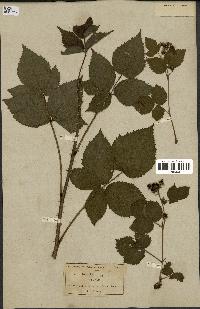 spécimen de Rubus fissus