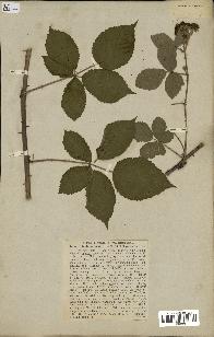 spécimen de Rubus dumetorum