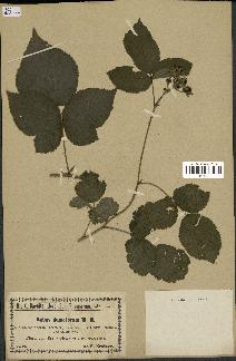 spécimen de Rubus dumetorum