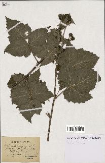 spécimen de Rubus pruinosus