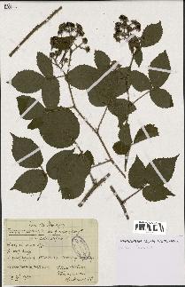 spécimen de Rubus hirtus