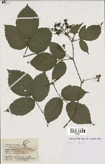 spécimen de Rubus hirtus