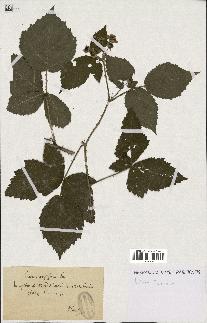 spécimen de Rubus corylifolius