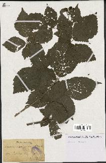 spécimen de Rubus acuminatus