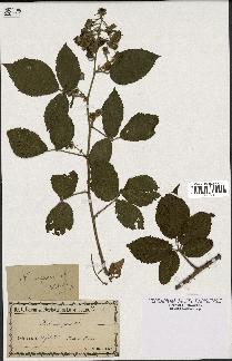 spécimen de Rubus serpens