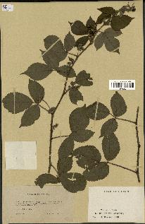 spécimen de Rubus foliosus