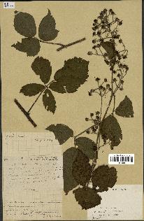 spécimen de Rubus mucronipetalus