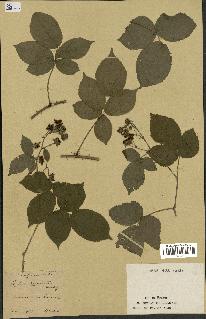 spécimen de Rubus serrulatus