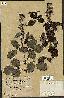 spécimen de Rubus rhamnifolius