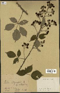 spécimen de Rubus hedycarpus