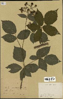 spécimen de Rubus occitanicus