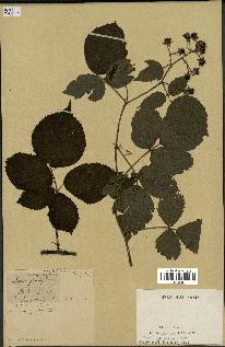 spécimen de Rubus megalanthus