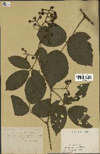 spécimen de Rubus sp.
