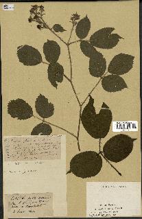 spécimen de Rubus sp.