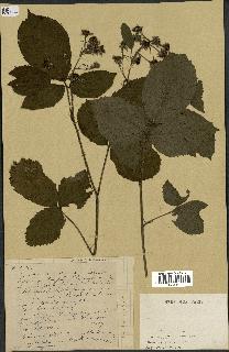 spécimen de Rubus sp.