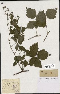 spécimen de Rubus caesius