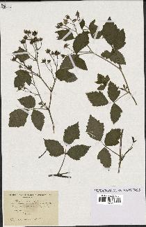 spécimen de Rubus caesius