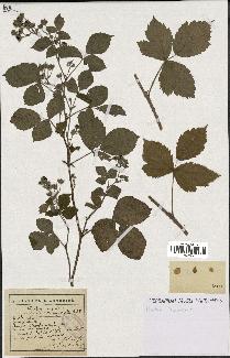 spécimen de Rubus caesius