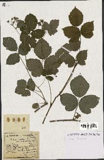 spécimen de Rubus caesius