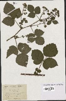 spécimen de Rubus caesius