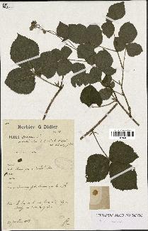 spécimen de Rubus caesius