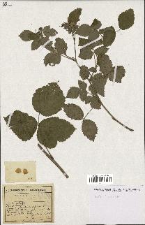 spécimen de Rubus caesius