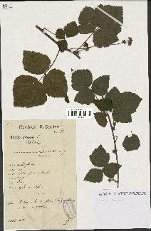 spécimen de Rubus caesius