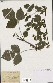 spécimen de Rubus caesius