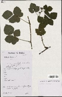 spécimen de Rubus caesius