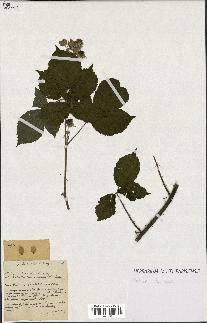 spécimen de Rubus pubicaulis