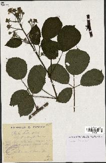 spécimen de Rubus hirtus