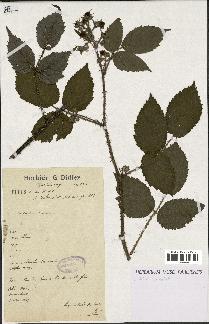 spécimen de Rubus hirtus