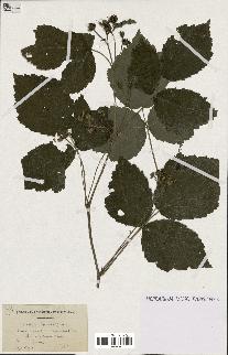 spécimen de Rubus ligerinus