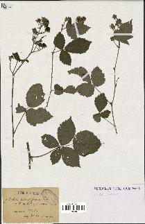 spécimen de Rubus sulcatiformis