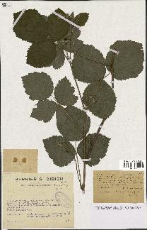 spécimen de Rubus caesius x nitidus