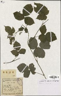 spécimen de Rubus caesius x nitidus