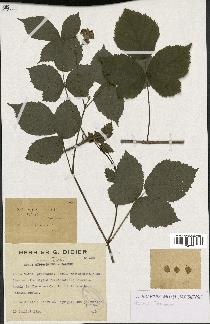 spécimen de Rubus caesius x nitidus