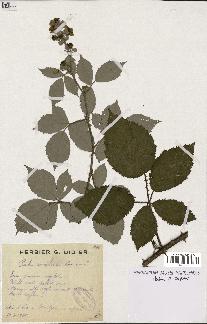 spécimen de Rubus sp.