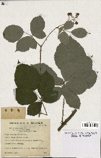 spécimen de Rubus argenteus