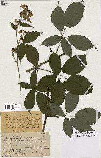 spécimen de Rubus argenteus