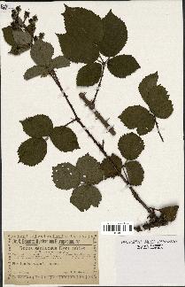 spécimen de Rubus senticosus