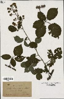 spécimen de Rubus fagicola