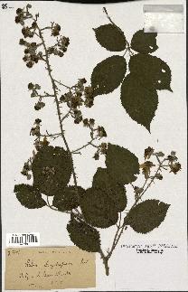 spécimen de Rubus elongatispinus