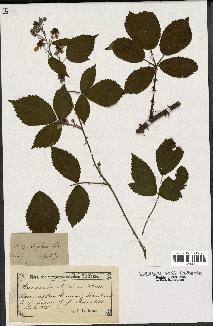 spécimen de Rubus rhombifolius