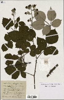 spécimen de Rubus cuspidiferus