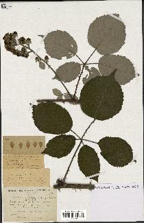 spécimen de Rubus consobrinus