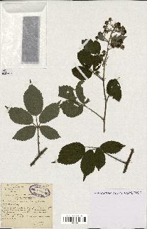 spécimen de Rubus pallidus