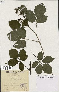 spécimen de Rubus pallidus