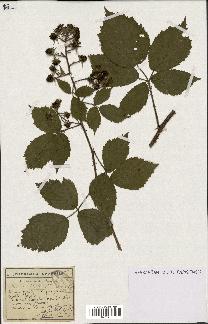 spécimen de Rubus hirsutus