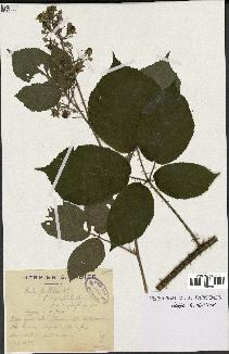 spécimen de Rubus pallidus